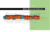 Biomembran funktion