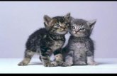 Kittens, Kätzchen, kiscicák