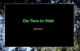 German I: Tiere im Wald