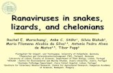 Ranaviruses in snakes, lizards and chelonians