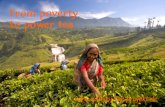 Poster für das Adivasi-Tee-Projekt