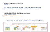 für pdf Zuellbio II GMN 5 Phosphoglyceride und Sphingolipide 2013