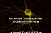 Neuronale Grundlagen der Gestaltwahrnehmung Andreas K. Engel & Wolf Singer   Abb.7