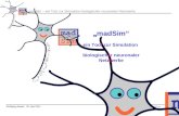 „ madSim“ ein Too l  zur Simulation  biologisch e r neuronaler Netz w erke