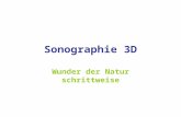 Sonographie 3D