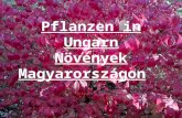 Pflan zen in Ungarn Növények Magyarországon