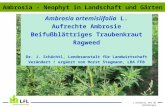 Ambrosia artemisiifolia  L. Aufrechte Ambrosie Beifußblättriges Traubenkraut Ragweed