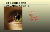 Kapitel 6 Das visuelle System