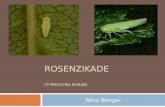 Rosenzikade ( Typhocyba rosae )