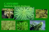 CANNABIS Haschisch, Haschöl, Marihuana