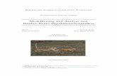 Modellierung und Analyse von Räuber Beute Populationsdynamiken (Modeling and analysis of predator prey population dynamics)