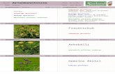 Artenkenntnisse / PflanzenFrageArtenkenntnisse / PflanzenAntwort Artenkenntnisse / PflanzenFrageArtenkenntnisse / PflanzenAntwort Artenkenntnisse / PflanzenFrageArtenkenntnisse.
