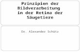 Prinzipien der Bildverarbeitung in der Retina der Säugetiere Dr. Alexander Schütz.