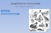 Angeborene Immunität oder unspezifisches Abwehrsystem 1. Kennzeichen - Bei allen Lebewesen vorhanden