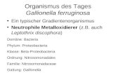 Organismus des Tages Gallionella ferruginosa Ein typischer Gradientenorganismus Neutrophile Metalloxidierer (z.B. auch Leptothrix discophora) Domäne: Bacteria.