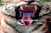 Tiger Präsentation erstellt von NAME. Allgemeines über Tiger Tiger sind die größten und stärksten Großkatzen der Welt Sie leben in Indien Sibirien und.