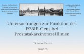 Untersuchungen zur Funktion des P38IP-Gens bei Prostatakarzinomzelllinien Doreen Kunze 20.05.05 Institut für Biochemie Fakultät Mathematik und Naturwissenschaften.