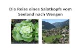 Die Reise eines Salatkopfs vom Seeland nach Wengen.