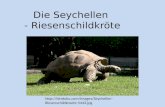Die Seychellen - Riesenschildkröte  Riesenschildkroete-5443.jpg.