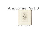 Anatomie Part 3 Dr. Ronald Kefurt. Der Muskel lat. musculus Ist ein kontrktiles Organ, welches durch Abfolge von Kontraktion und Erschlaffung Strukturen.