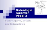 Osteologie rezenter Vögel 2 Schultergürtel, Becken und Extremitäten.