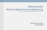 Neuronale Informationsverarbeitung Alexander Fromm Saskia Pohl.