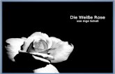 Die Weie Rose von Inge Scholl Sophie Scholl â€“ Die letzten Tage Startseite Mehr ¼ber den Film