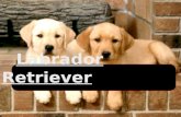 Labrador Retriever Labrador Retriever. Namensherkunft Englisch to retrieve = Apportieren Labrador Retriever.