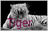 Tiger. Farben  Weiß  Orange/schwarz  braun Nahrung  Tiger fressen täglich, können aber bis zu einer Woche fasten.  Für gewöhnlich isst ein Tiger.