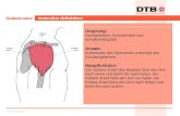 © DTB, Version 2010 Deltamuskel musculus deltoideus Ursprung: Schlüsselbein, Schulterhöhe und Schulterblattgräte Ansatz: Außenseite des Oberarmes unterhalb.