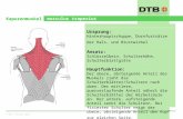 © DTB, Version 2010 Kapuzenmuskel musculus trapezius Ursprung: Hinterhauptschuppe, Dornfortsätze der Hals- und Brustwirbel Ansatz: Schlüsselbein, Schulterhöhe,