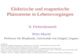 Elektrische und magnetische Phänomene in Lebensvorgängen Péter Maróti Professor für Biophysik, Universität von Szeged, Ungarn. II. Elektrodynamik Lehrbücher: