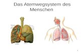 1 Das Atemwegsystem des Menschen. 2 Aufbau und Funktion der Lunge und Atemwege Die Lunge besteht aus den beiden Lungenflügeln, die ihrerseits in mehrere.