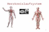1 Herzkreislaufsystem. 2 Das Kreislaufsystem Das Kreislaufsystem reguliert die Versorgung von Organen und Körpergeweben mit Sauerstoff und Nährstoffen.