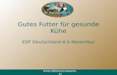 Gutes Futter für gesunde Kühe EDF Deutschland 4-5 November .