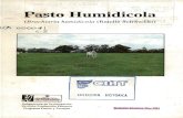 Pasto Humidicola Brachiaria Humidicola Rendle Schweickt