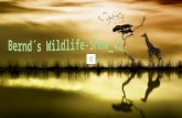 Bernd´s wildlife show 42