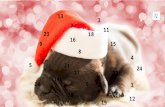 Adventkalender 2016 HundeArtig