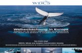 Walbeobachtung in Europa
