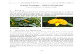 Arachis hypogaea - Erdnuss (Fabaceae)