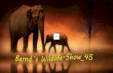 Bernd´s wildlife show 45
