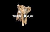 Bernd´s wildlife show 36