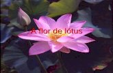 A flor de_lotus