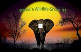 Bernd´s wildlife show 41