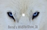 Bernd´s wildlife show38