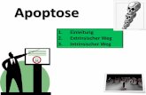 Apoptose - web.med.u-szeged.huweb.med.u-szeged.hu/.../II.semester/zell_l/3/3.Apoptosis.ppt.pdf · APOPTOSIS APOPTOSIS procaspase Cyt9 Cyt c 3. BAX: BCL2-associated X protein BAK:
