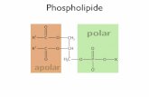 Einf Biophys 12 - Willkommen | Institut für · PDF fileapola . Sphingosin CH20 Fettsäure R —6 nm (a) (c) (d) (b) Hydrophil . 240 160 160 120 Ah Temperatur CC) (b) Lipid . D —10-12m2/sec