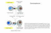 Corezeptoren -   · PDF filefunktion des tap-transporters: ... anten kette und die bindung eines aus dem antigen ent- tandenen peptids„; transport der rest- lichen fragmente der