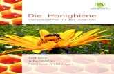 Die Honigbiene - Deutscher Imkerbund e. V.deutscherimkerbund.de/userfiles/Kinder_Jugendseite/Bienen_Extras/... · so, dass je ein Pollenpaket an den Außenseiten der Beine, am Pollenkamm,