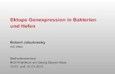 Ektope Genexpression in Bakterien und · PDF fileOxidasen und Protein-Disulfid-Isomerasen (z.B. DsbA, DsbC) • Aggregatbildung kann unterdrückt werden • reduzierte Proteolyse (weniger
